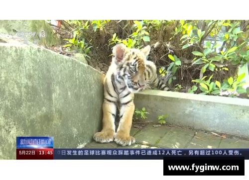 广东华南虎主场再胜浙江广厦，稳压榜首位置